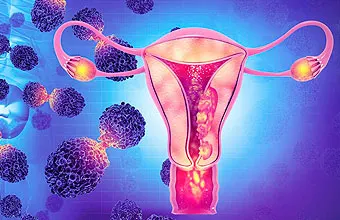 uterus